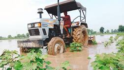 ਮੁਸੀਬਤਾਂ ਤੋਂ ਅੱਕਿਆ ਕੀ ਕਰੇ ਕਿਸਾਨ? ਹੁਣ ਬਾਰਸ਼ ਨੇ ਕੀਤੀ ਫਸਲ ਤਬਾਹ