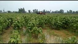 ਜ਼ਿਲ੍ਹਾ ਫ਼ਾਜ਼ਿਲਕਾ ਦੇ ਪਿੰਡ ਧਰਾਂਗਵਾਲਾ 'ਚ ਅਣਗਿਣਤ ਏਕੜ ਫਸਲ ਮੀਂਹ ਨੇ ਕੀਤੀ ਖ਼ਰਾਬ, ਕਿਸਾਨਾਂ ਫਸਲ 'ਤੇ ਚਲਾਏ ਟਰੈਕਟਰ