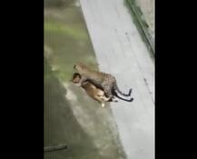 ਖੌਫਨਾਕ ਤੇਂਦੁਆ! ਕੁੱਤੇ ਨੂੰ ਚੁੱਕ ਕੇ ਲੈ ਗਿਆ, ਲੋਕਾਂ 'ਚ ਸਹਿਮ