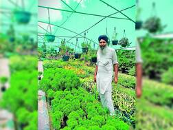 ਬਰਨਾਲਾ ਦੇ ਕਿਸਾਨ ਨੇ ਕੀਤੀ ਕਮਾਲ, ਤਿੰਨ ਏਕੜ ਜ਼ਮੀਨ 'ਚੋਂ 10 ਏਕੜ ਜਿੰਨੀ ਕਮਾਈ