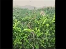 ਦੋ ਸੱਪਾਂ ਦੀ ਜ਼ਬਰਦਸਤ ਲੜਾਈ, ਵੀਡੀਓ ਦੇਖ ਉੱਡ ਜਾਣਗੇ ਹੋਸ਼