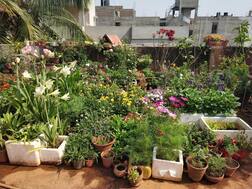 ਦੋ ਕੁੜੀਆਂ ਨੇ ਘਰ ਦੀ ਛੱਤ 'ਤੇ ਲਾਈਆਂ ਸਬਜ਼ੀਆਂ, ਆਲੂ-ਪਿਆਜ਼ ਨੂੰ ਛੱਡ ਕਦੇ ਨਹੀਂ ਕੁਝ ਬਾਹਰੋਂ ਖਰੀਦਿਆ