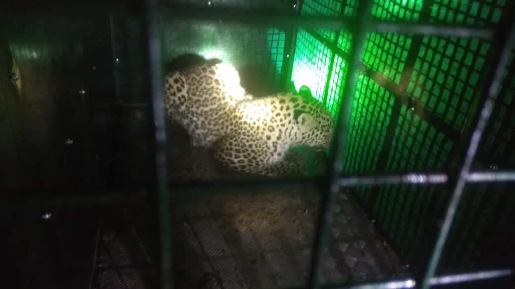 ਰਹਾਇਸ਼ੀ ਇਲਾਕੇ 'ਚ ਘੁੰਮਦਾ ਤੇਂਦੂਆ ਕਾਬੂ