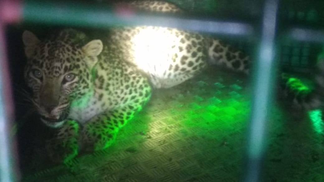 ਰਹਾਇਸ਼ੀ ਇਲਾਕੇ 'ਚ ਘੁੰਮਦਾ ਤੇਂਦੂਆ ਕਾਬੂ