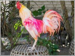 ਅਦਾਲਤ ਦੇ ਹੁਕਮਾਂ ਤੋਂ ਬਾਅਦ ਅੱਠ ਮਹੀਨੇ ਬਾਅਦ ਪੁਲਿਸ ਹਿਰਾਸਤ ਚੋਂ ਆਜ਼ਾਦ ਹੋਇਆ ਕੁੱਕੜ, ਜਾਣੋ ਕੀ ਸੀ ਜ਼ੁਰਮ