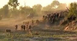 ਜੰਗਲ ਦਾ ਰਾਜਾ ਮੱਝਾਂ ਨੇ ਲਾਇਆ ਅੱਗੇ, ਡਰ ਦੇ ਮਾਰੇ ਸ਼ੇਰ ਮੈਦਾਨ 'ਚੋਂ ਖਿਸਕੇ, ਦੇਖੋ ਦਿਲਚਸਪ ਵੀਡੀਓ