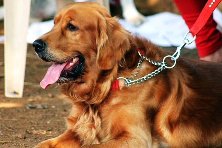 ਅੱਜ ਦੁਨੀਆਂ ਭਰ 'ਚ ਅੰਤਰਰਾਸ਼ਟਰੀ ਕੁੱਤਾ ਦਿਹਾੜਾ (International Dog Day) ਮਨਾਇਆ ਜਾ ਰਿਹਾ ਹੈ। ਜਾਨਵਰਾਂ 'ਚ ਇਨਸਾਨ ਦੇ ਸਭ ਤੋਂ ਨਜ਼ਦੀਕ ਕੁੱਤਾ ਹੀ ਹੈ। ਕੁੱਤੇ 'ਤੇ ਇਨਸਾਨ ਦੇ ਰਿਸ਼ਤਿਆਂ 'ਚ ਕਈ ਤਰ੍ਹਾਂ ਦੀਆਂ ਖੋਜਾਂ ਹੁੰਦੀਆਂ ਰਹਿੰਦੀਆਂ ਹਨ।