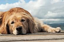 Internation Dog Day 'ਤੇ ਜਾਣੋ ਕੁੱਤਿਆਂ ਦੀ ਇਨਸਾਨੀ ਜ਼ਿੰਦਗੀ 'ਚ ਅਹਿਮੀਅਤ