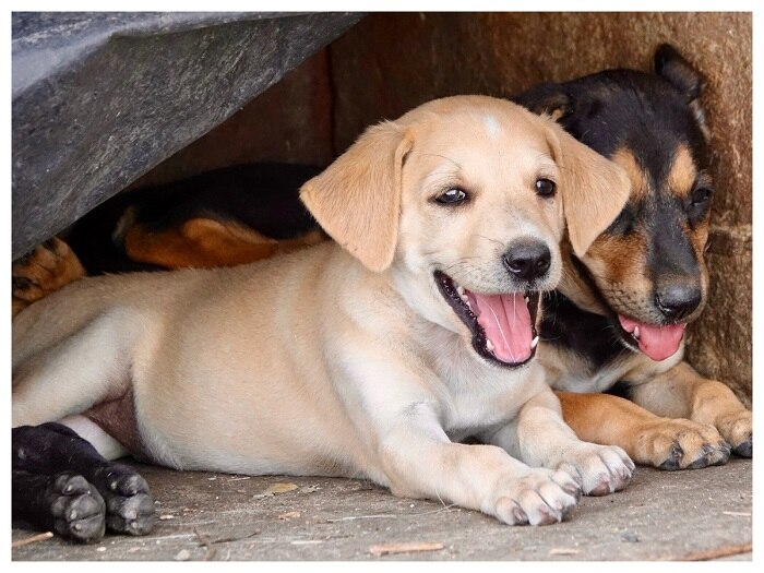 Supreme Court stay Delhi High Court order regarding citizen right to feed stray dogs लावारिस कुत्तों को खाना खिलाने का मामला, SC ने HC के फैसले पर लगाई रोक