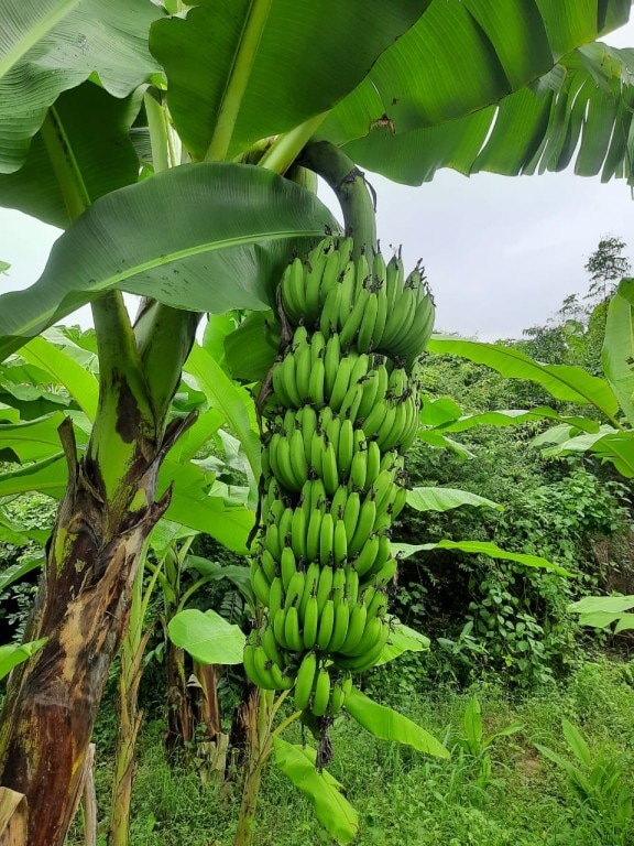 Farmer's Success Stoty: ਬਾਪ ਦੇ ਕੈਂਸਰ ਨਾਲ ਲੱਗਾ ਵੱਡਾ ਝਟਕਾ, ਫੇਰ ਸ਼ੁਰੂ ਕੀਤੀ ਨੈਚੂਰਲ ਖੇਤੀ,  ਅੱਜ ਕਮਾ ਰਿਹਾ ਸਾਲਾਨਾ 27 ਲੱਖ