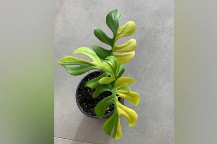 New Zealand plant Philodendron Minima sold in 4 lakh rupees ਚਾਰ ਲੱਖ ਰੁਪਏ 'ਚ ਵਿਕਿਆ ਇਹ ਛੋਟਾ ਜਿਹਾ ਬੂਟਾ, ਆਖਰ ਕੀ ਹੈ ਖਾਸੀਅਤ