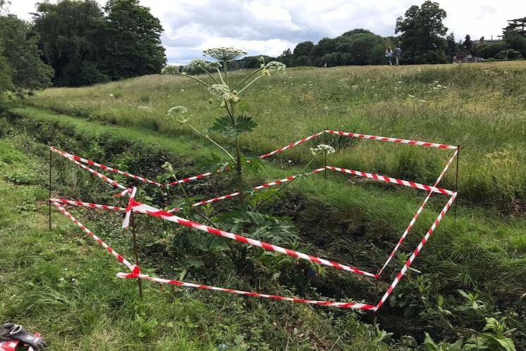 ਸੱਪ ਨਾਲੋਂ ਵੀ ਖਤਰਨਾਕ ਹੈ ਇਹ ਬੂਟਾ, ਛੂਹਣ ਨਾਲ ਹੀ ਜਾ ਸਕਦੀ ਹੈ ਜਾਨ