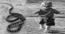 ਇੱਕ ਸਾਲਾ ਬੱਚੇ ਨੇ ਨਿਗਲਿਆ ਜ਼ਹਿਰੀਲਾ ਸੱਪ, ਵਾਲ-ਵਾਲ ਬਚੀ ਜਾਨ