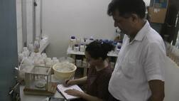 ਹੁਣ ਪਸ਼ੂ ਵੀ ਖਾਣਗੇ ਚੌਕਲੇਟ, ਵਧੇਗੀ ਦੁੱਧ ਦੀ ਪੈਦਾਵਰ, ਜਾਣੋ ਕਿਵੇਂ