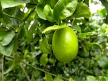 Farmer's Success Story:ਲੈਮਨ ਮੈਨ ਨਿੰਬੂ ਦੀ ਤਕਨੀਕੀ ਖੇਤੀ ਨਾਲ ਕਮਾ ਰਿਹਾ ਲੱਖਾਂ ਰੁਪਏ, ਹੋਰਾਂ ਕਿਸਾਨਾਂ ਨੂੰ ਵੀ ਦੇ ਰਿਹਾ ਸੁਝਾਅ