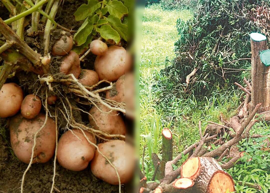 Indian farmer farmers are getting disturbed, mango orchards have been uprooted due to high prices, potato seeds on high prices ਦੇਸ਼ ਦਾ ਕਿਸਾਨ ਹੋ ਰਿਹਾ ਪ੍ਰੇਸ਼ਾਨ, ਭਾਅ ਨਾਲ ਮਿਲਣ 'ਤੇ ਪੁੱਟਿਆ ਅੰਬਾਂ ਦਾ ਬਾਗ, ਆਲੂ ਦੇ ਬੀਜ ਮਹਿੰਗੇ ਹੋਣ ਕਰਕੇ ਛੱਡੀ ਖੇਤੀ