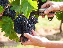 Benefits of grapes: ਅੰਗੂਰ ਖਾਣ ਦੇ ਫਾਈਦੇ, ਜਾਣ ਤੁਸੀਂ ਵੀ ਰਹਿ ਜਾਓਗੇ ਹੈਰਾਨ!