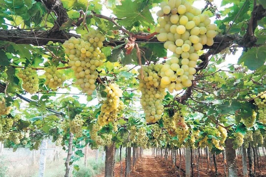 green grapes side effects Side Effects Of Grapes तुम्हालाही द्राक्षे आवडतात का? जास्त खाल्ल्याने होऊ शकतं नुकसान, जाणून घ्या दुष्परिणाम...