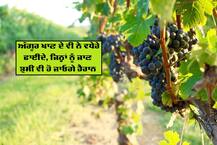 Benefits of grapes: ਅੰਗੂਰ ਖਾਣ ਦੇ ਫਾਈਦੇ, ਜਾਣ ਤੁਸੀਂ ਵੀ ਰਹਿ ਜਾਓਗੇ ਹੈਰਾਨ!