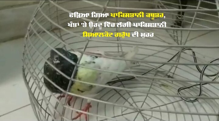 Army seizes Pakistani pigeon from Pathankot sector, agencies alert ਫੌਜ ਨੇ ਪਠਾਨਕੋਟ ਸੈਕਟਰ ਤੋਂ ਫੜਿਆ ਪਾਕਿਸਤਾਨੀ ਕਬੂਤਰ, ਏਜੰਸੀਂ ਚੌਕਸ