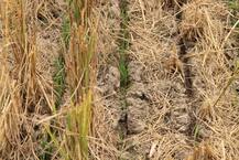 ਕਿਸਾਨਾਂ ਲਈ ਖੁਸ਼ਖਬਰੀ! ਸਿਰਫ 20 ਰੁਪਏ 'ਚ ਪਰਾਲੀ ਦਾ ਪੱਕਾ ਬੰਦੋਬਸਤ, ਫਸਲਾਂ ਦਾ ਵਧੇਗਾ ਝਾੜ