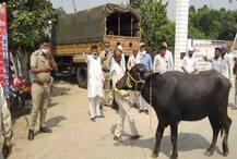 buffalo dispute: ਇੱਕ ਮੱਝ ਦੇ ਦੋ ਦਾਅਵੇਦਾਰ, ਪੁਲਿਸ ਨੇ ਵਰਤੀ ਅਜਿਹੀ ਤਰਕੀਬ ਕਿ ਹੋ ਰਹੀ ਚਾਰੇ ਪਾਸੇ ਸ਼ਲਾਘਾ