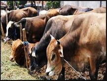 ਹੁਣ ਗਾਂ ਦਾ ਗੋਬਰ ਕਰੇਗਾ ਤੁਹਾਡੀ ਰੱਖਿਆ! ਦੀਵਾਲੀ 'ਤੇ 11 ਕਰੋੜ ਪਰਿਵਾਰਾਂ ਤੱਕ ਇਹ ਚੀਜ਼ ਪਹੁੰਚਾਉਣ ਦਾ ਟੀਚਾ