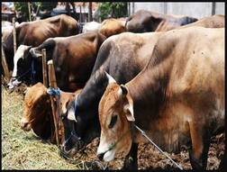 ਹੁਣ ਗਾਂ ਦਾ ਗੋਬਰ ਕਰੇਗਾ ਤੁਹਾਡੀ ਰੱਖਿਆ! ਦੀਵਾਲੀ 'ਤੇ 11 ਕਰੋੜ ਪਰਿਵਾਰਾਂ ਤੱਕ ਇਹ ਚੀਜ਼ ਪਹੁੰਚਾਉਣ ਦਾ ਟੀਚਾ