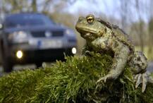 ਇਸ ਦੇਸ਼ 'ਚ ਡੱਡੂਆਂ ਦੀ 'ਸਰਦਾਰੀ', ਸੜਕ ਪਾਰ ਕਰਵਾਉਂਦੇ ਲੋਕ