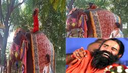 ਬਾਬਾ ਰਾਮਦੇਵ ਕਰ ਰਹੇ ਸੀ ਹਾਥੀ 'ਤੇ ਯੋਗਾ, ਅਚਾਨਕ ਵਾਪਰਿਆ ਭਾਣਾ, ਫਿਰ ਵੀਡੀਓ ਹੋ ਗਈ ਵਾਇਰਲ