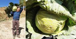 ਜੈਵਿਕ ਖੇਤੀ ਕਰ ਕਿਸਾਨ ਨੇ ਉਗਾਇਆ ਬੰਦ ਗੋਭੀ ਦਾ ਇਹ ਫੁੱਲ, ਵਜ਼ਨ ਜਾਣ ਰਹਿ ਜਾਓਗੇ ਹੈਰਾਨ