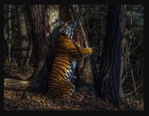 ਰੁੱਖ ਨੂੰ ਹਗ ਕਰਦਾ ਦਿਖਿਆ ਚੀਤਾ, ਖਿੱਚੀ ਤਸਵੀਰ ਤੇ ਮਿਲ ਗਿਆ Wildlife Photography Award  