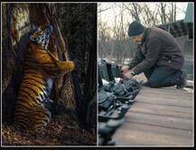 ਰੁੱਖ ਨੂੰ ਹਗ ਕਰਦਾ ਦਿਖਿਆ ਚੀਤਾ, ਖਿੱਚੀ ਤਸਵੀਰ ਤੇ ਮਿਲ ਗਿਆ Wildlife Photography Award  