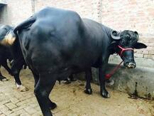 ਕਿਸਾਨਾਂ ਦੀ ਆਮਦਨ ਦੁੱਗਣੀ ਕਰਨ ਲਈ ਲੱਭਿਆ ਨਵਾਂ ਫਾਰਮੂਲਾ, ਕਿਸਾਨਾਂ ਨੂੰ ਮਿਲਣਗੀਆਂ ਮੁਰ੍ਹਾ ਨਸਲ ਦੀਆਂ ਮੱਝਾਂ