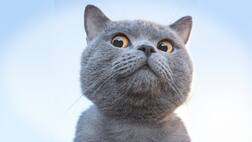 ਰੇਗਿਸਤਾਨ 'ਚ ਦਿਖੀ 120 ਫੁੱਟ ਦੀ 'ਬਿੱਲੀ', ਵੇਖ ਕਿ ਤੁਸੀਂ ਵੀ ਰਹਿ ਜਾਓਗੇ ਦੰਗ