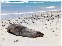 ਕੁਦਰਤ ਦਾ ਕਹਿਰ! ਰਹੱਸਮਈ ਢੰਗ ਨਾਲ ਮਰੀਆਂ 7000 ਫਰ ਸੀਲ  