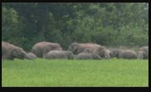 ਜੰਗਲੀ ਹਾਥੀਆਂ ਦਾ ਕਹਿਰ, ਝੋਨੇ ਦੀ ਫਸਲ ਕੀਤੀ ਤਬਾਹ