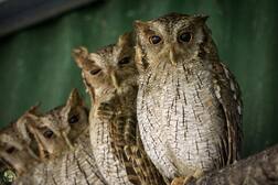 ਦੀਵਾਲੀ ਤੋਂ ਪਹਿਲਾਂ ਉੱਲੂ ਨੂੰ ਗੋਦ ਲੈਣ 'ਚ ਨਜ਼ਰ ਆਈ ਲੌਕਾਂ ਦੀ ਦਿਲਚਸਪੀ, ਆ ਚੁੱਕੇ ਨੇ ਬਿਨੇ, ਜਾਣੋ ਕੀ ਹੈ ਵਜ੍ਹਾ