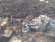 ਪਰਾਲੀ ਨੂੰ ਅੱਗ ਲਗੇ ਖੇਤ 'ਚ ਡਿੱਗਣ ਨਾਲ ਬਜ਼ੁਰਗ ਔਰਤ ਦੀ ਮੌਤ 