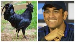 ਕ੍ਰਿਕਟਰ ਧੋਨੀ ਹੁਣ ਕਰਨਗੇ ਕੜਕਨਾਥ ਮੁਰਗਿਆਂ ਦੀ ਫ਼ਾਰਮਿੰਗ, 2000 ਚੂਚੇ ਖਰੀਦੇ