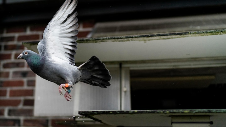 The worlds most expensive pigeon is a Belgian racing bird worth 1.8m Dollar ਆਮ ਜਿਹੇ ਦਿੱਸਣ ਵਾਲੇ ਕਬੂਤਰ ਦੀ ਕੀਮਤ ਸੁਣ ਕੇ ਉੱਡ ਜਾਣਗੇ ਹੋਸ਼, 14 ਕਰੋੜ ਲੱਗੀ ਬੋਲੀ, ਬੰਦੇ ਨੇ ਹੁਣ ਤੱਕ ਕਮਾਏ 52 ਕਰੋੜ