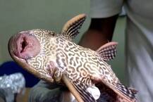 ਗੰਗਾ ਮਗਰੋਂ ਹੁਣ ਸਿੰਧ ਨਦੀ ਵਿੱਚ ਨਜ਼ਰ ਆਈ ਸਕਰ ਮਾਊਥ ਕੈਟਫਿਸ਼, ਵਿਗਿਆਨੀ ਵਲੋਂ ਚੇਤਾਵਨੀ