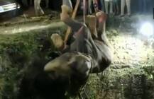 50 ਫੁੱਟ ਡੂੰਘੇ ਖੂਹ 'ਚ ਡਿੱਗਾ ਹਾਥੀ, ਦੋ ਕਰੇਨਾਂ ਦੀ ਮਦਦ ਨਾਲ ਕੱਢਿਆ ਬਾਹਰ