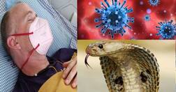 ਭਾਰਤ ਆਏ ਬ੍ਰਿਟਿਸ਼ ਨਾਗਰਿਕ ਪਿੱਛੇ ਹੱਥ ਧੋ ਕੇ ਪਈ ਮੌਤ, ਡੇਂਗੂ, ਮਲੇਰੀਆ, ਕੋਰੋਨਾ ਹੋਣ ਮਗਰੋਂ ਕੋਬਰਾ ਨੇ ਡੰਗਿਆ