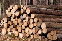 ਕਰਨਾਲ ਤੋਂ ਖੈਰ ਦੀ ਲੱਕੜ ਦੀ ਤਸਕਰੀ ਕਰਨ ਵਾਲਾ ਕਾਬੂ, ਲੱਖਾਂ ਰੁਪਏ ਦੀ ਮਹਿੰਗੀ ਲੱਕੜ ਬਰਾਮਦ