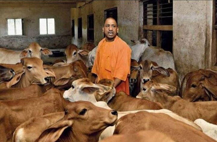 Yogi government will give special coats to protect cows from cold in winter ਯੋਗੀ ਸਰਕਾਰ ਨੂੰ ਠੰਢ 'ਚ ਗਾਵਾਂ ਦੀ ਫਿਕਰ, ਸਰਦੀ ਤੋਂ ਬਚਾਉਣ ਲਈ ਮਿਲਣਗੇ ਖਾਸ ਕੋਟ