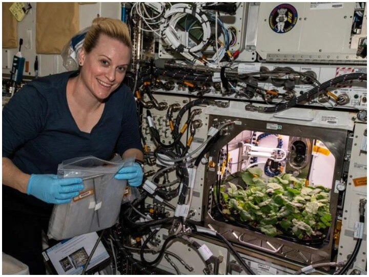 NASA Successful to grow radish crop on space station   NASA ਨੂੰ ਮਿਲੀ ਵੱਡੀ ਕਾਮਯਾਬੀ, ਅੰਤਰ-ਰਾਸ਼ਟਰੀ ਸਪੇਸ ਸਟੇਸ਼ਨ 'ਚ ਉਗਾਈਆਂ ਮੂਲੀਆਂ