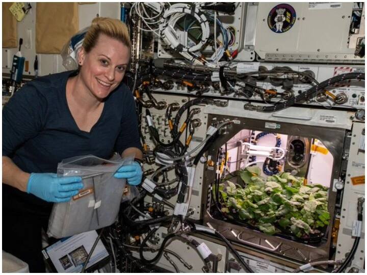 NASA Successful to grow radish crop on space station | NASA ਨੂੰ ਮਿਲੀ ...