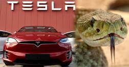 ਸੱਪਾਂ ਨੇ ਰੋਕੀ ਦਿੱਤੀ Tesla ਗੀਗਾਫੈਕਟਰੀ, ਜਾਣੋ ਪੂਰਾ ਮਾਮਲਾ