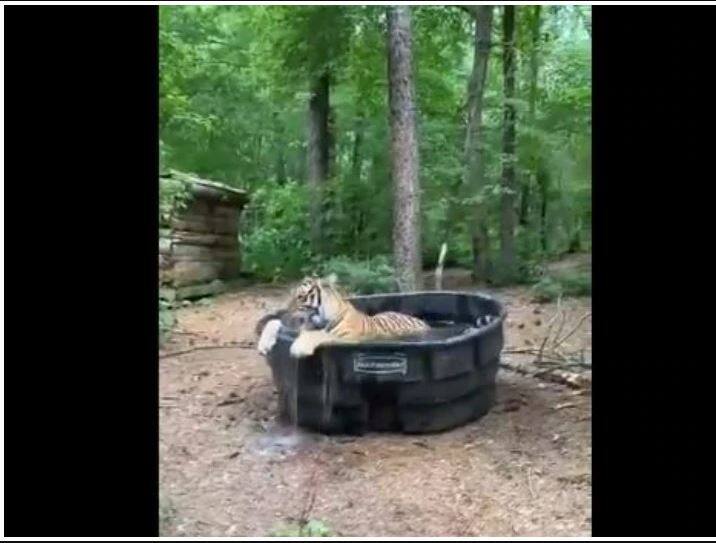 Viral Video: Tiger taking tub bath, video goes viral on social media Viral Video: Tiger ਲੈ ਰਿਹਾ ਟੱਬ ਬਾਥ, ਵੀਡੀਓ ਸੋਸ਼ਲ ਮੀਡੀਆ 'ਤੇ ਵਾਇਰਲ 